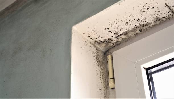 Best Attic Mold Removal  in Thompson Falls, MT